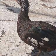 اردک اسراییلی باجوجه هاش