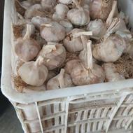سیرمحلی ریز ودرشت 600کیلوموجوده