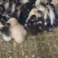 جوجه اصلی اسرائیلی اردک 4روزه