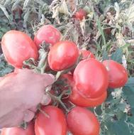گوجه فرنگی