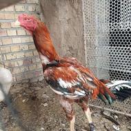 خروس تاج مهر