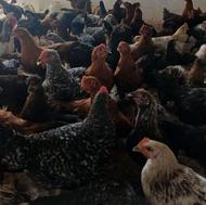 مرغ و خروس گلپایگانی