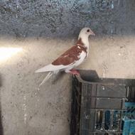 کبوتر جوانه ،