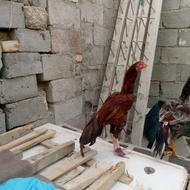 دو تا جوجه اصیل پدرشون میدان زدن کسی خروس باز باشه خودش میف