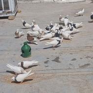 کبوتر طوقیی