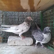 کبوتر پرشی...