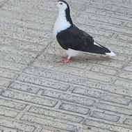 جوجه کفتردمگیر زره ای