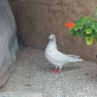 کبوتر کله برنجی
