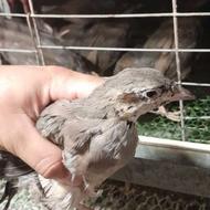 کبک چوکار 3 ماه