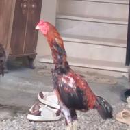 خروس لاری 12 ما