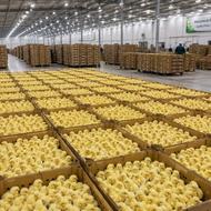 جوجه گوشتی راس با کیفیت