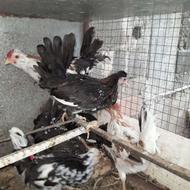مرغ وخروس گلین لری اصل نژاد دار با جوجه