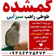 طوطی راهب سبز گمشده/مژدگانی20 میلیون