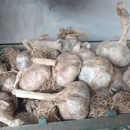 فروش سیر بذری