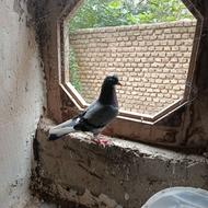 کبوتر ماده آماده جفت گیری
