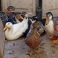 گله اردک بالغ