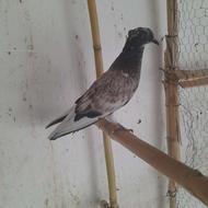 فروش جوجه کلاغی دم سفید پرشی به شرط