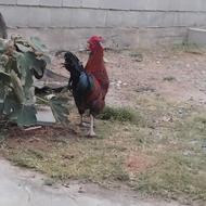 خروس جنگی بزرگ