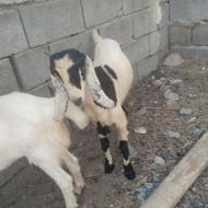 فروش بز ماده گیس