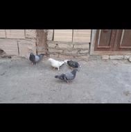 یه جفت کفتر نروماده