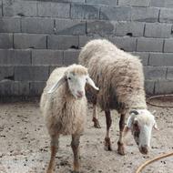 گوسفند وره مار