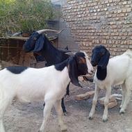 بز و بزغاله دورگ