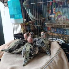فروش عروس هلندی و جوجه