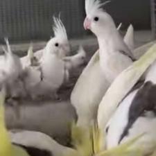 عروس هلندی بالغ