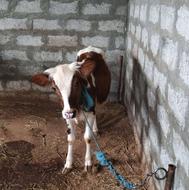 فروش گوساله دورگ محلی ماده