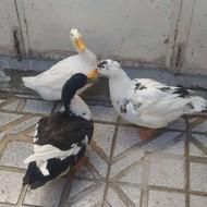 اردک 3عدد جوان