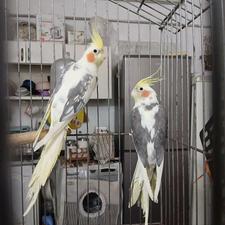 عروس دوکت وابلغ