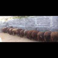 بره خوب وعالی