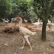 جوجه لاری 6ماهه
