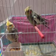عروس هلندی