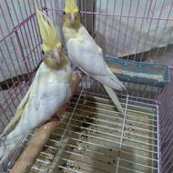 عروس هلندی