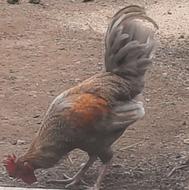 خروس زیبای محلی خاکستری چهل تاج