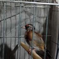 سهره نر شیرین کار بخون