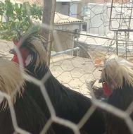 3 عدد خروس لهستانی