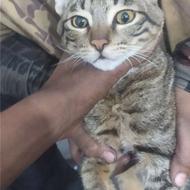 گمشده شده است