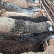 گاوگوساله گوسفند