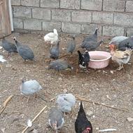 مرغ شاخدار، سیساک