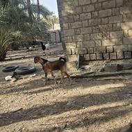چپشت نر چاق تالی