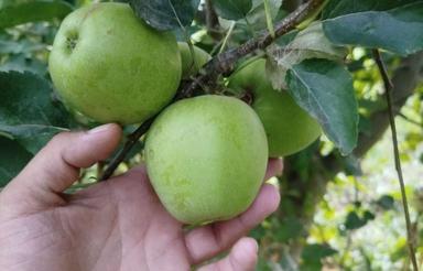 اجاره باغ سیب