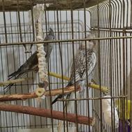 عروس هلندی ایزابلا 3ماهه