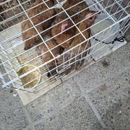 مرغ تخم گذار