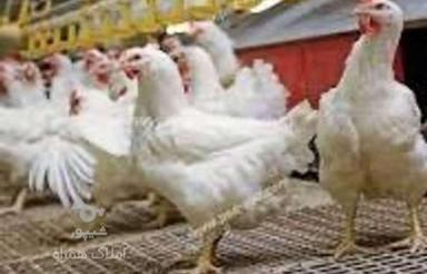 فروش مجوز مرغداری گوشتی