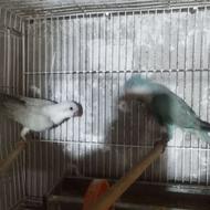 طوطی راهب جفت جوان