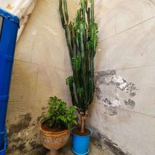 گل کاکتوس کلکسیونی