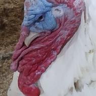 بوقلمون گوشتی