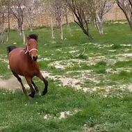 اسب مادیان